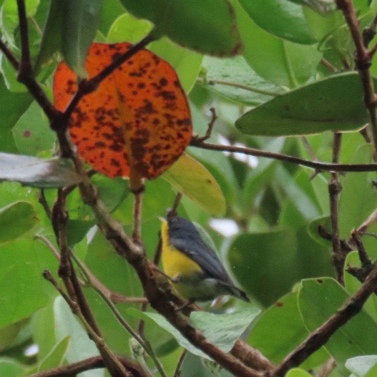 Tropical Parula (Middle American) - Mackenzie Goldthwait