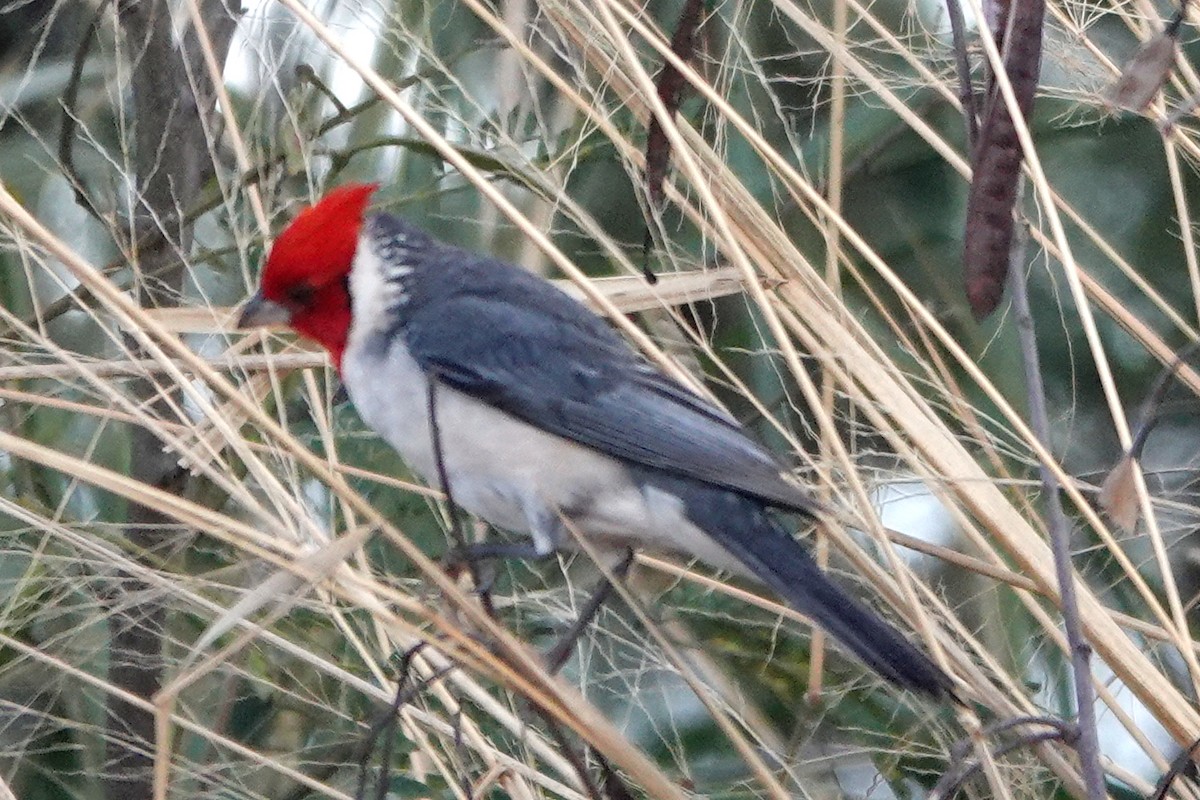 Red-crested Cardinal - ML432458001