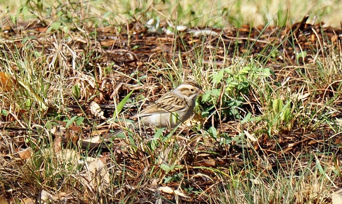 Clay-colored Sparrow - ML432463821
