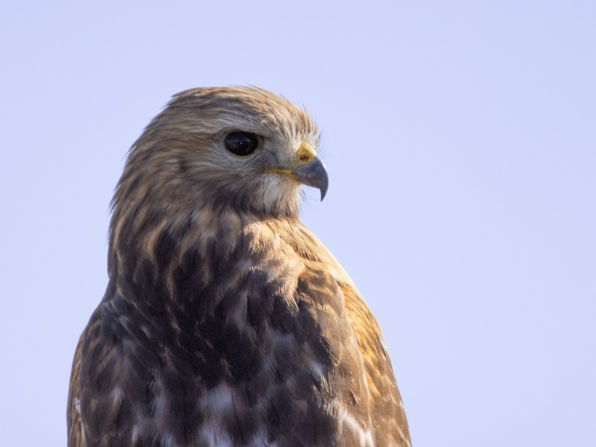 Red-shouldered Hawk - Andy Wilson