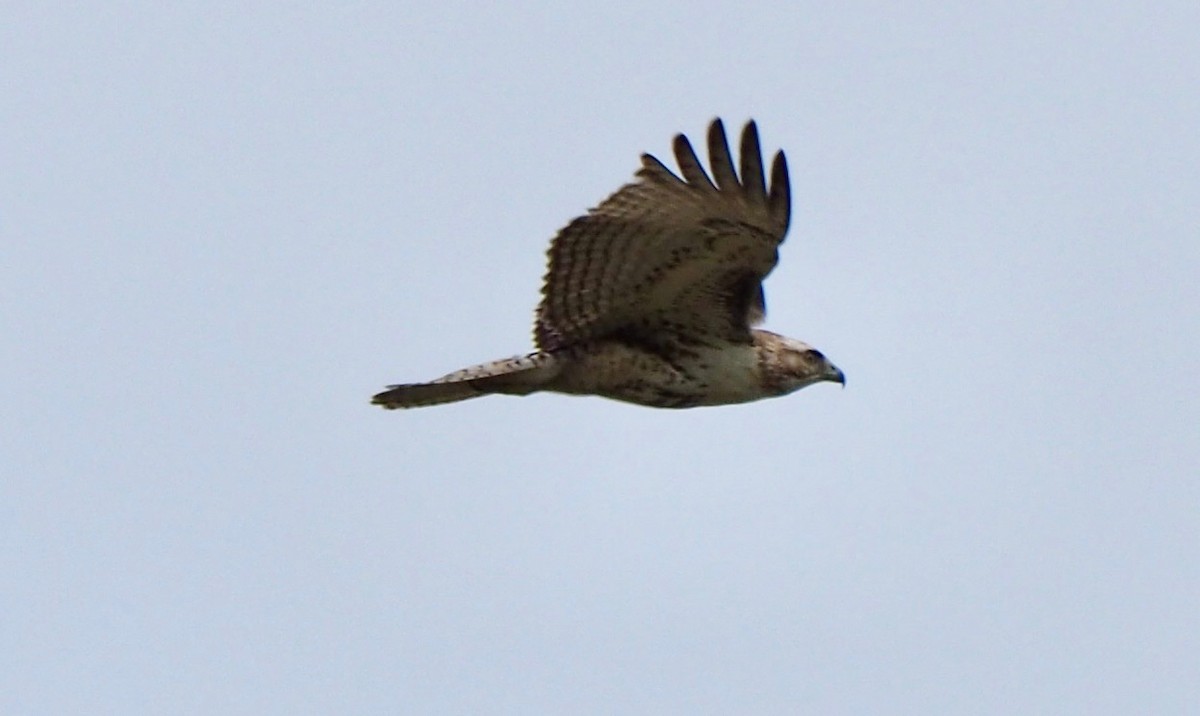 Red-tailed Hawk - ML432467161
