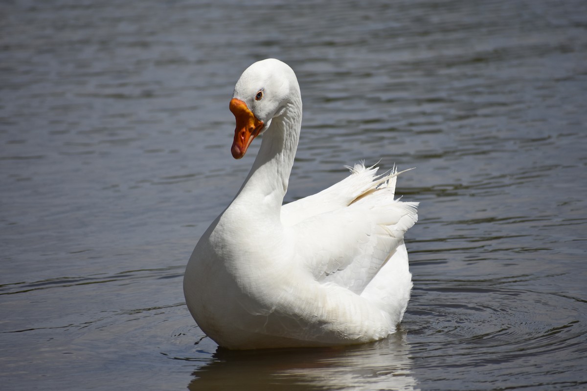 Swan Goose (Domestic type) - ML432467351