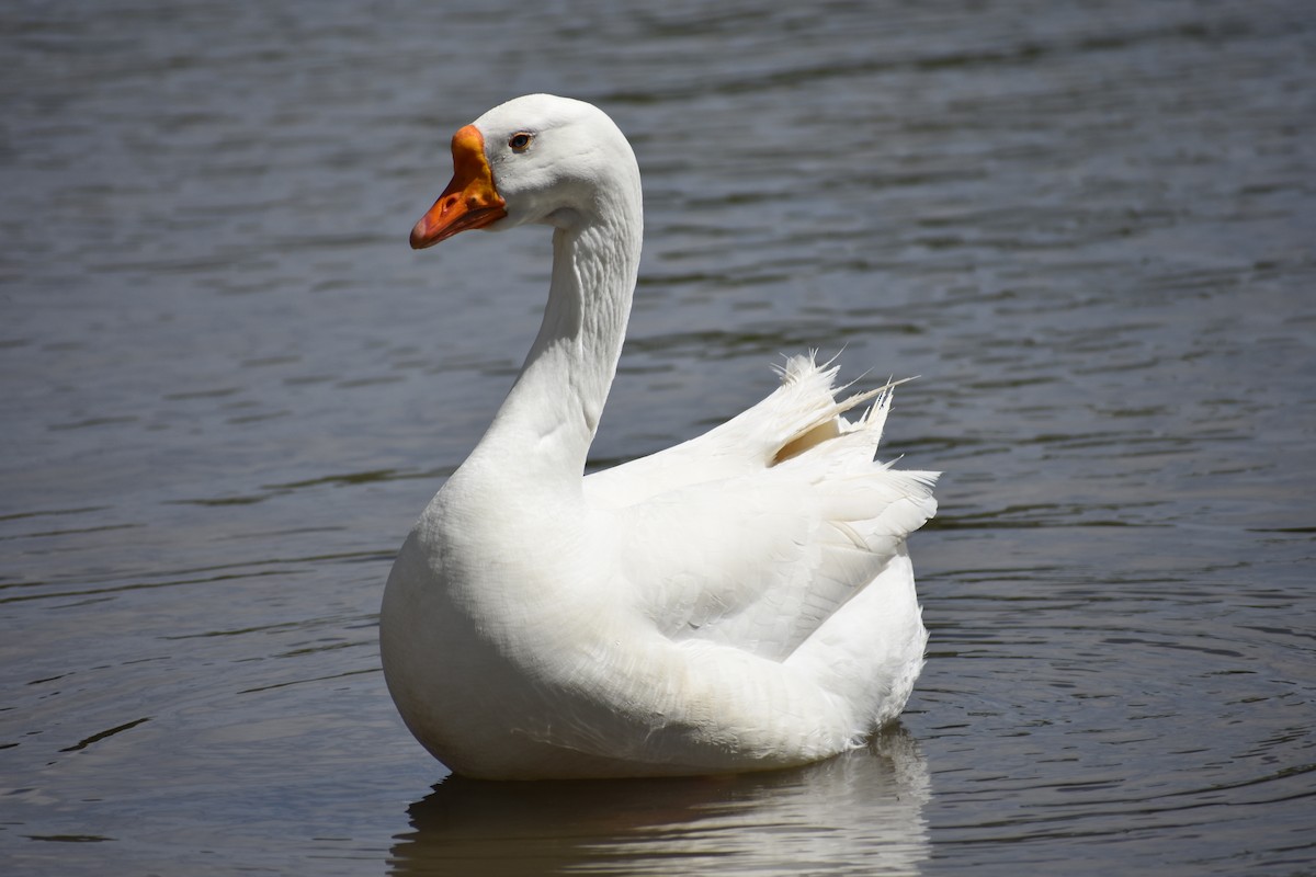 Swan Goose (Domestic type) - ML432467391