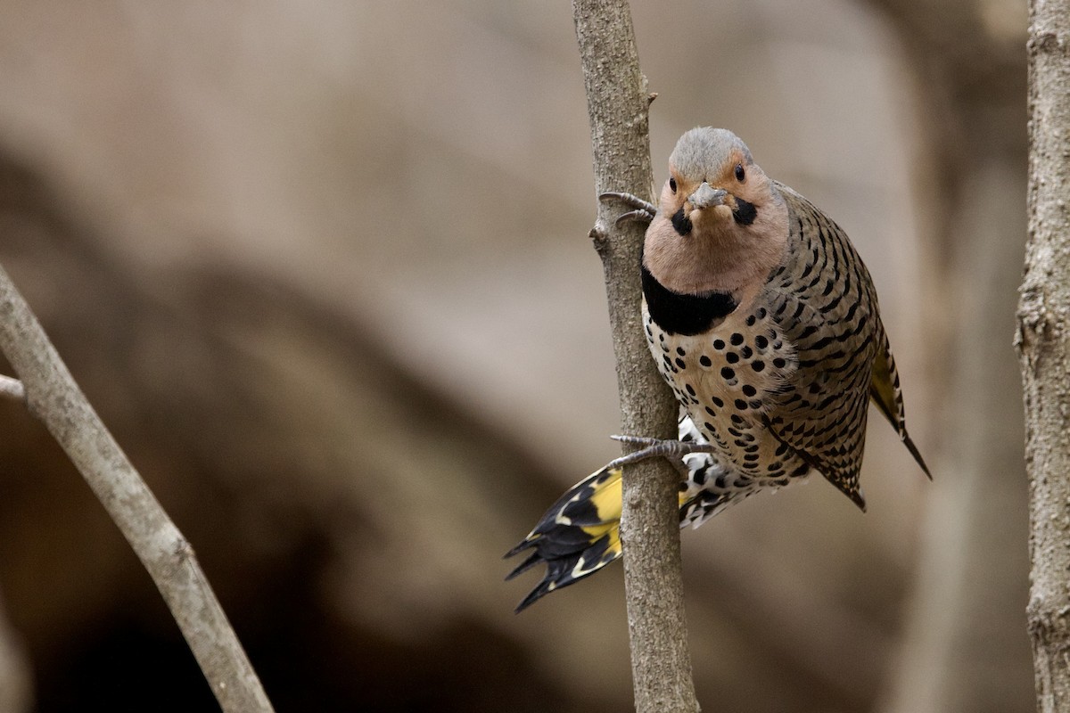 Northern Flicker (Yellow-shafted) - ML432468141