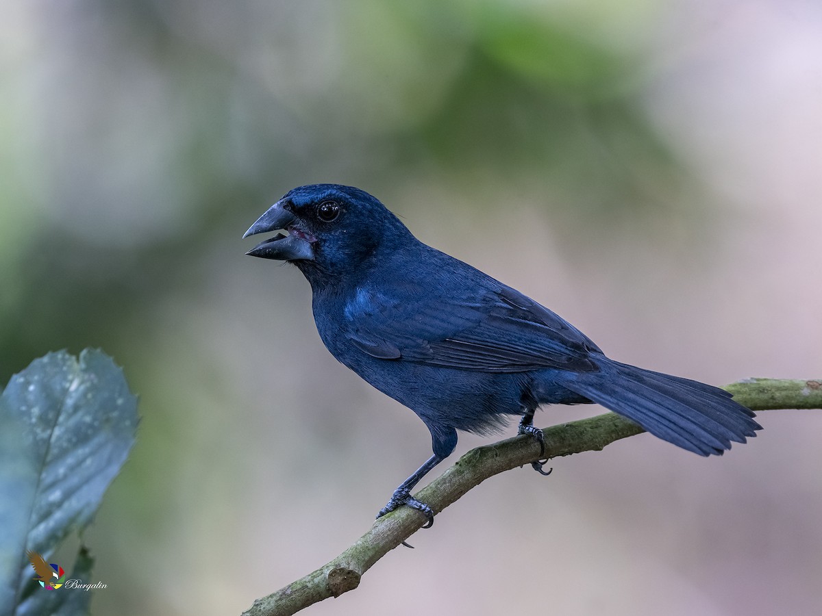 Blue-black Grosbeak - fernando Burgalin Sequeria