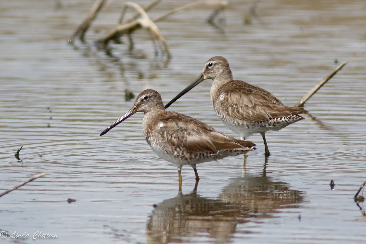 Long-billed Dowitcher - ML432471801