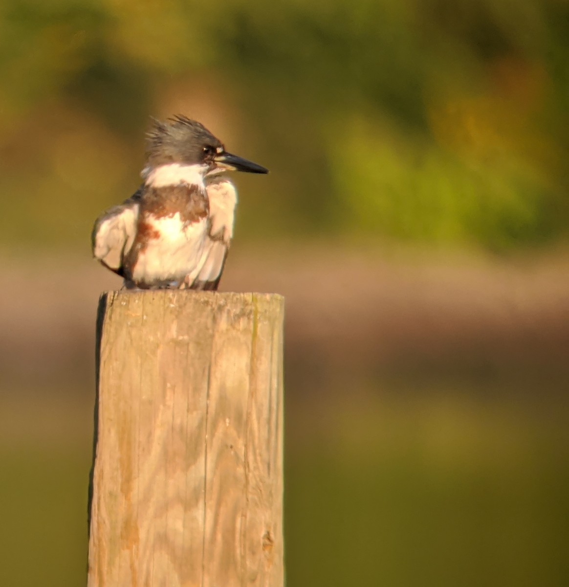 Belted Kingfisher - ML432472361
