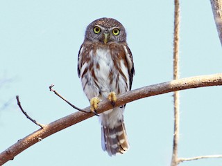  - Colima Pygmy-Owl