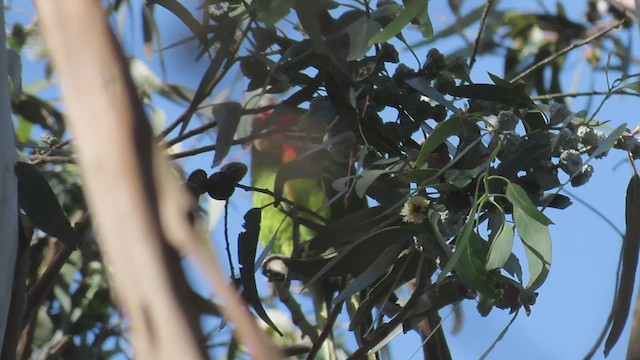 Red-masked Parakeet - ML432476131
