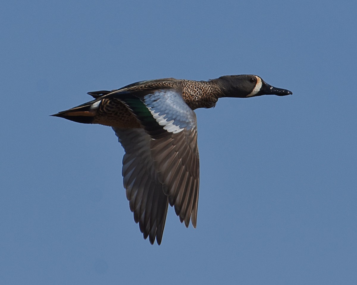 Blue-winged Teal - Brian Hicks