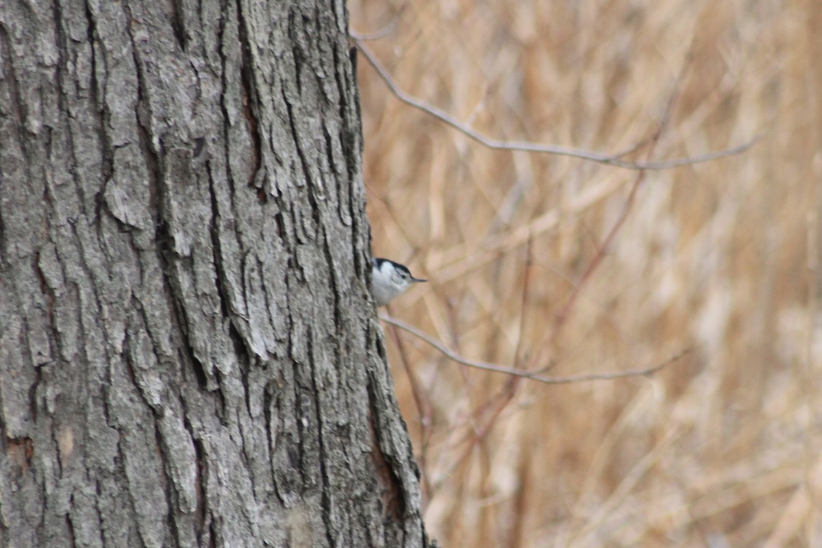 White-breasted Nuthatch - ML432477931