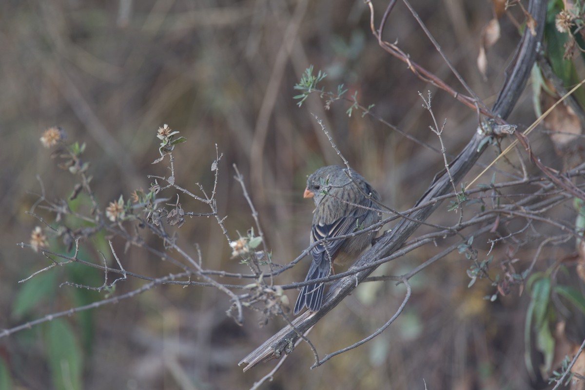 Plain-colored Seedeater - ML43247891