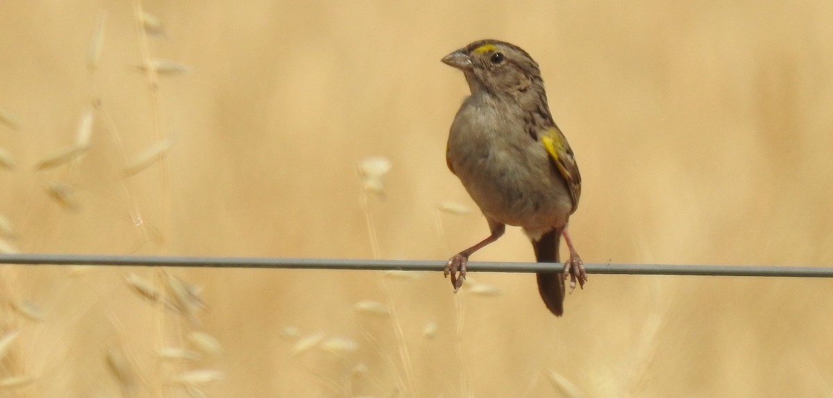 Grassland Sparrow - ML43248391