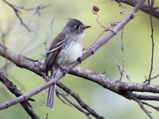  - Pileated Flycatcher