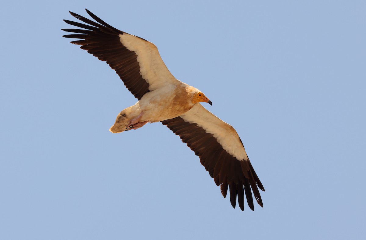 Egyptian Vulture - ML432490581