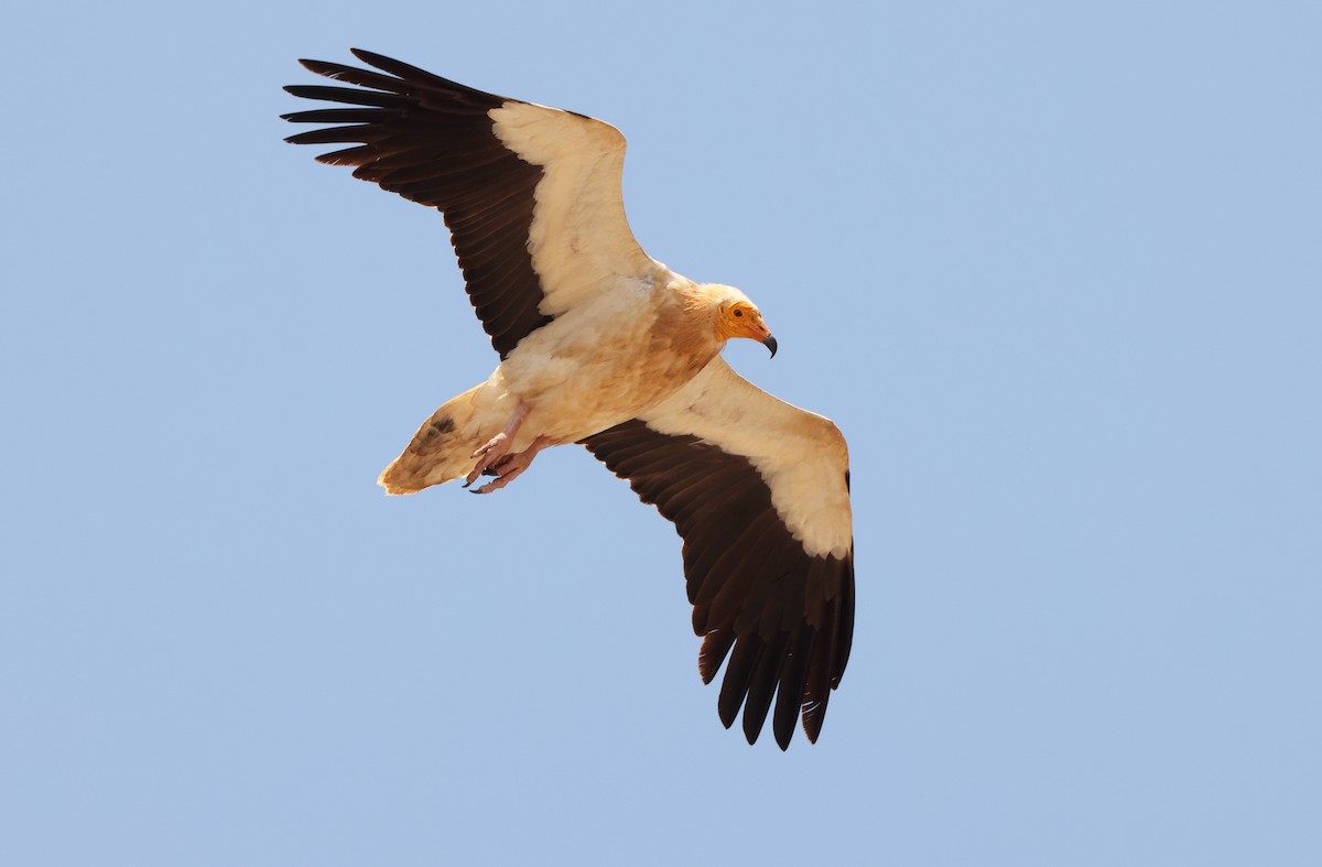 Egyptian Vulture - ML432490601