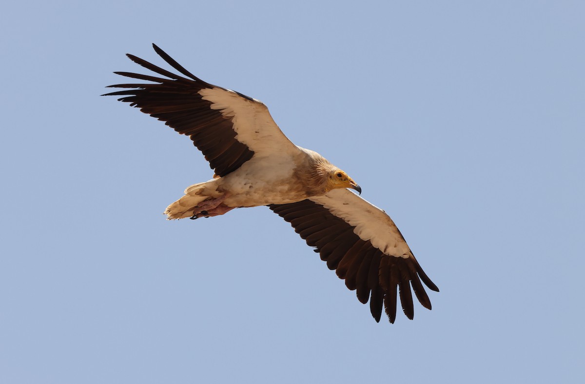 Egyptian Vulture - ML432490611