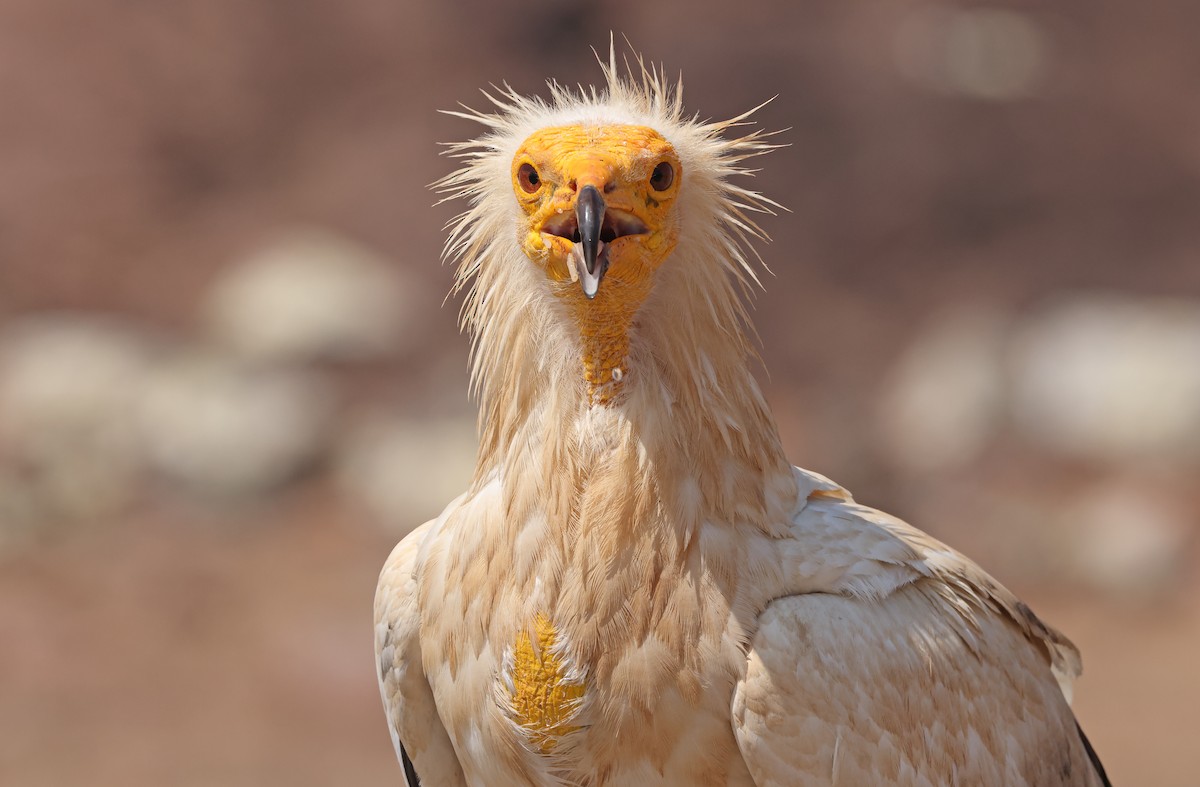 Egyptian Vulture - ML432490651