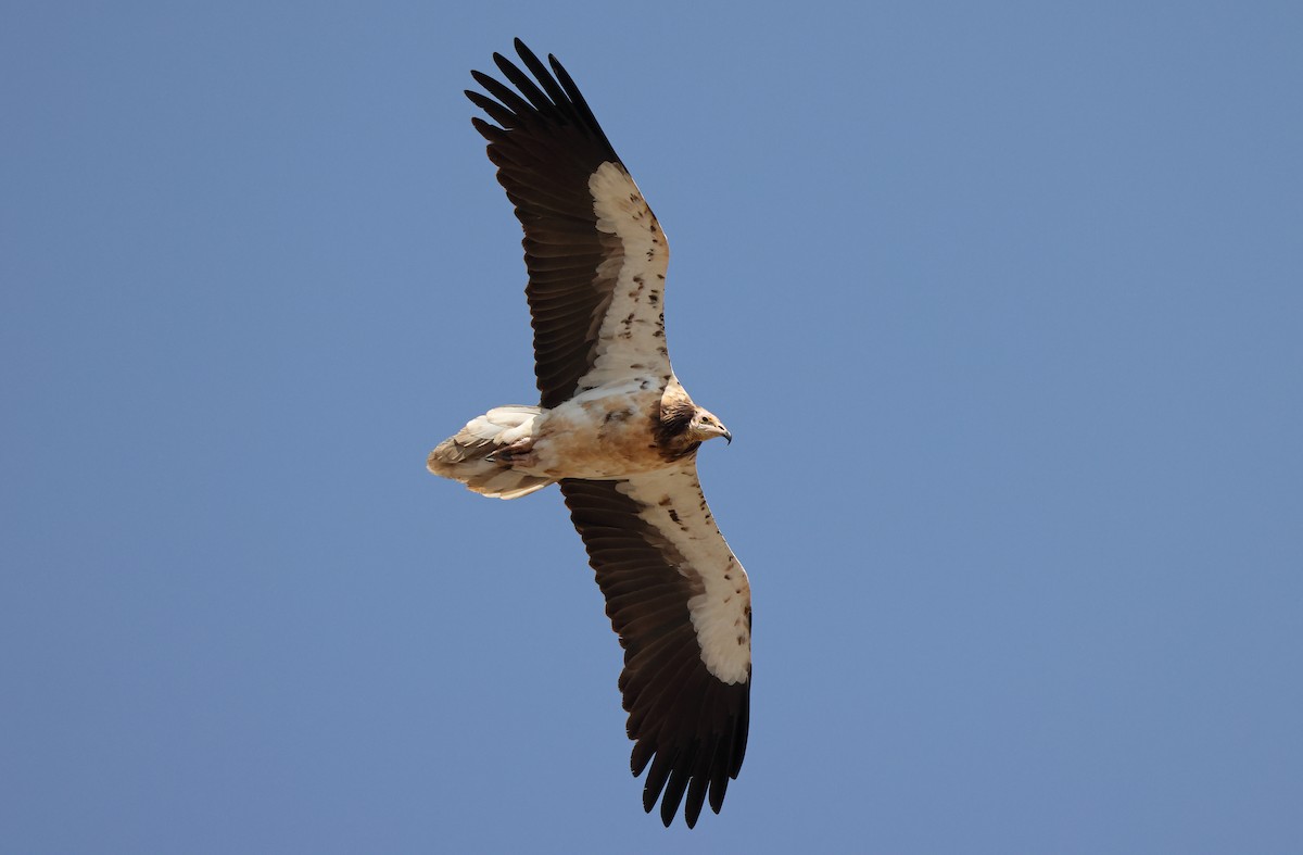 Egyptian Vulture - ML432490691