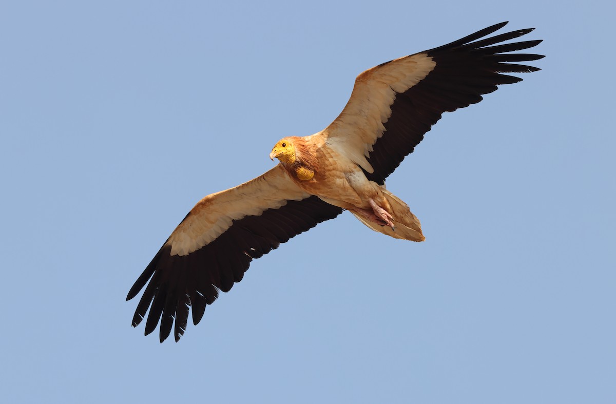 Egyptian Vulture - ML432490701