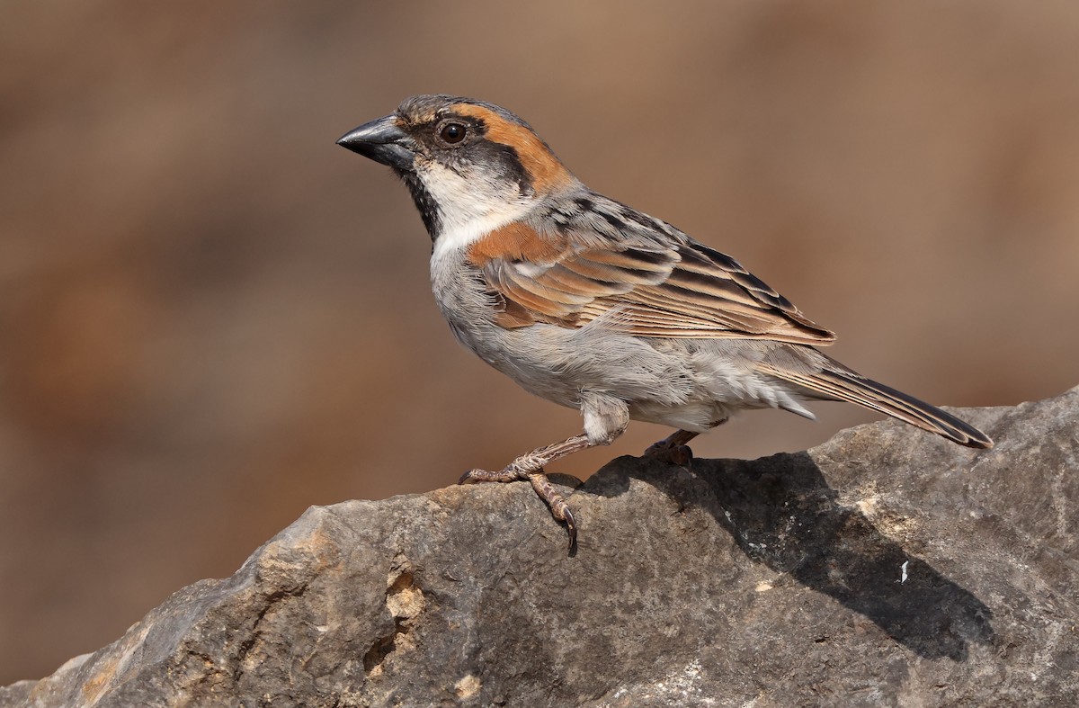 Socotra Sparrow - Robert Hutchinson