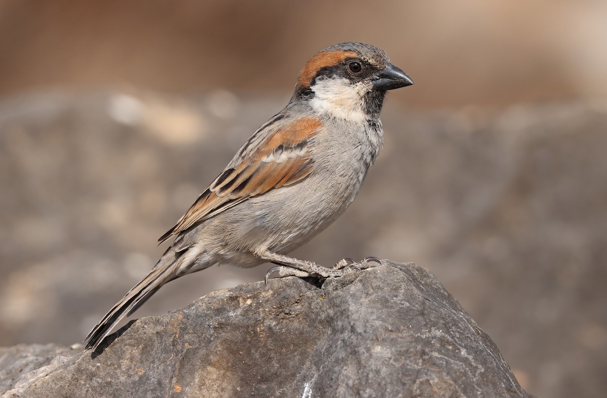 Socotra Sparrow - ML432491281