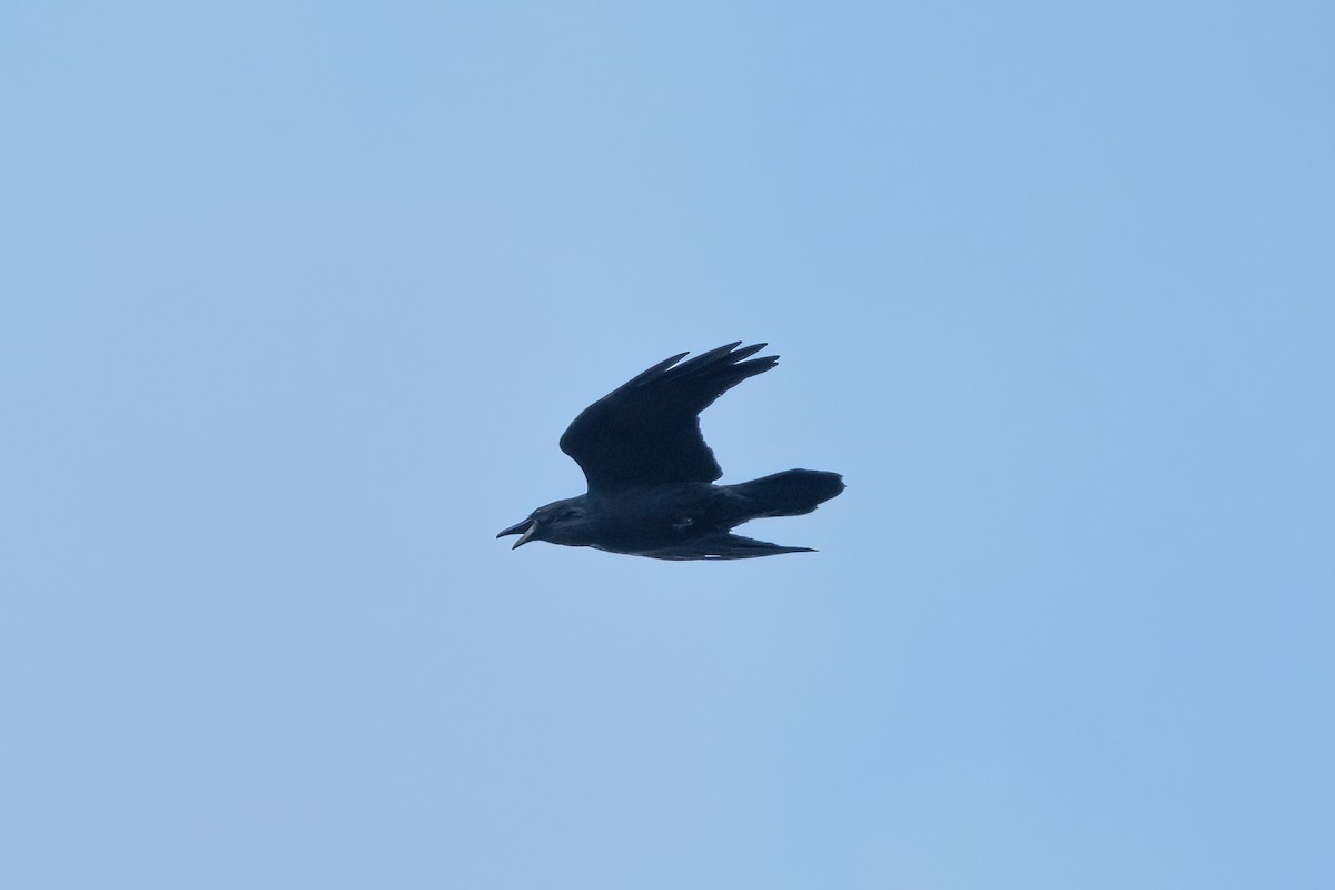 Common Raven - ML432492191