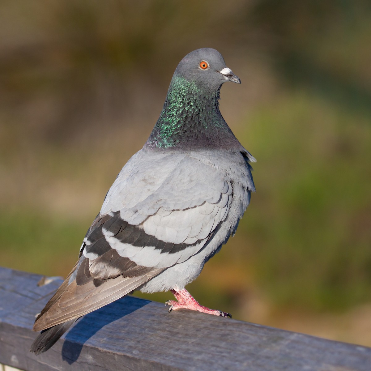 Rock Pigeon (Feral Pigeon) - ML432494831