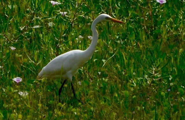 Great Egret - Prashanth N S