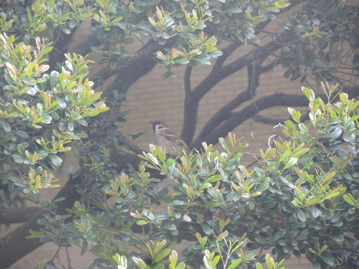 Eurasian Tree Sparrow - Huang Corrine
