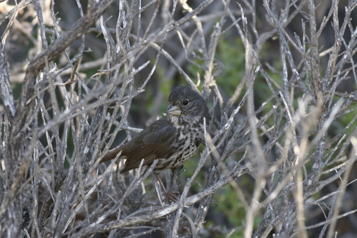 Fox Sparrow (Thick-billed) - ML432508911
