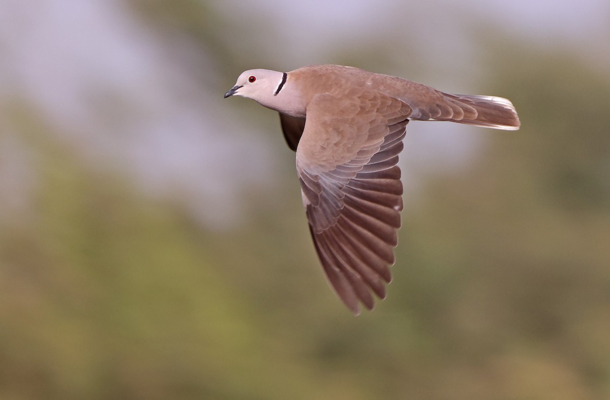 African Collared-Dove - Robert Hutchinson