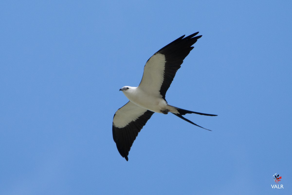 Swallow-tailed Kite - Vishal Rangersammy
