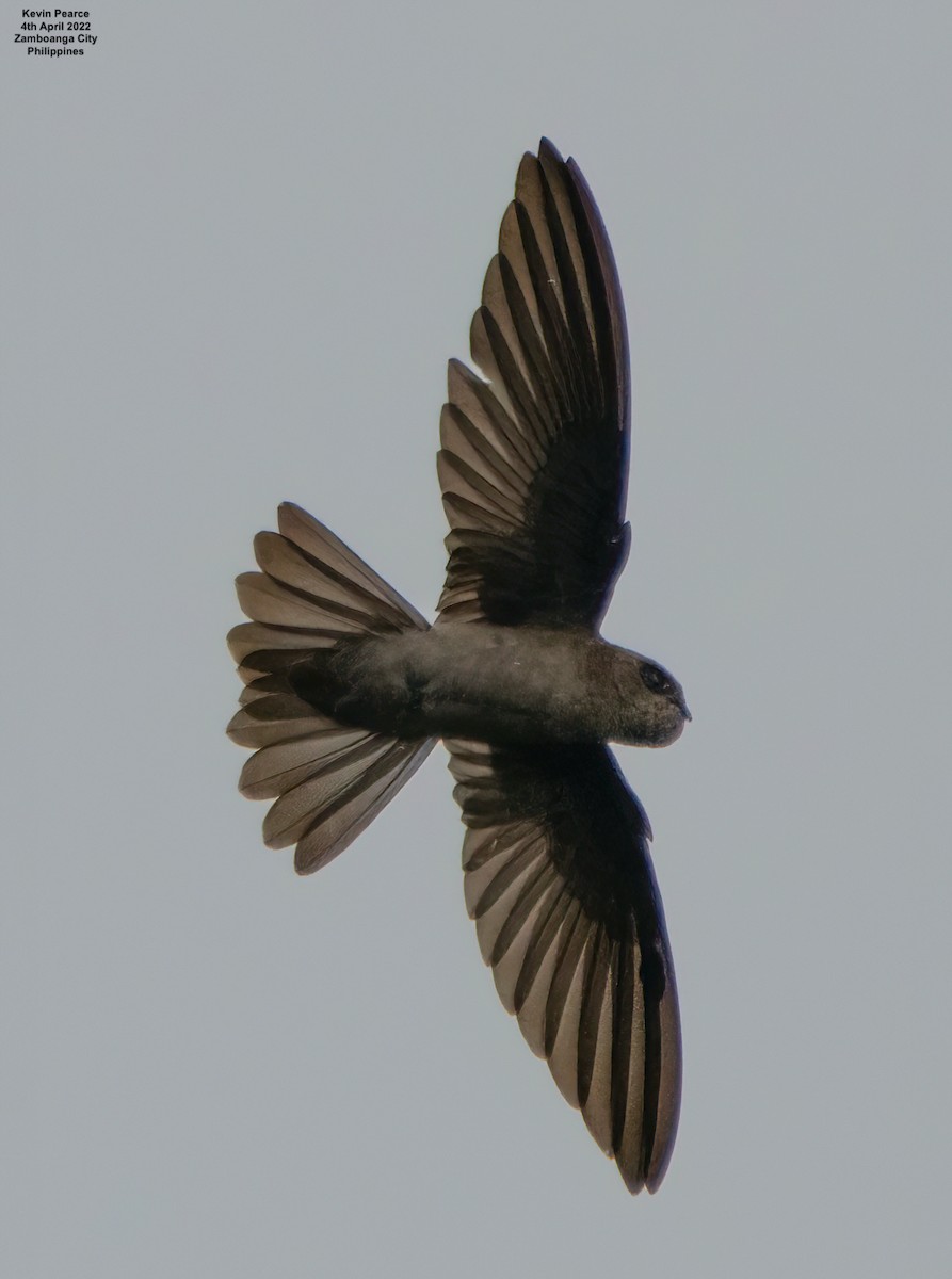 Philippine Swiftlet - Kevin Pearce