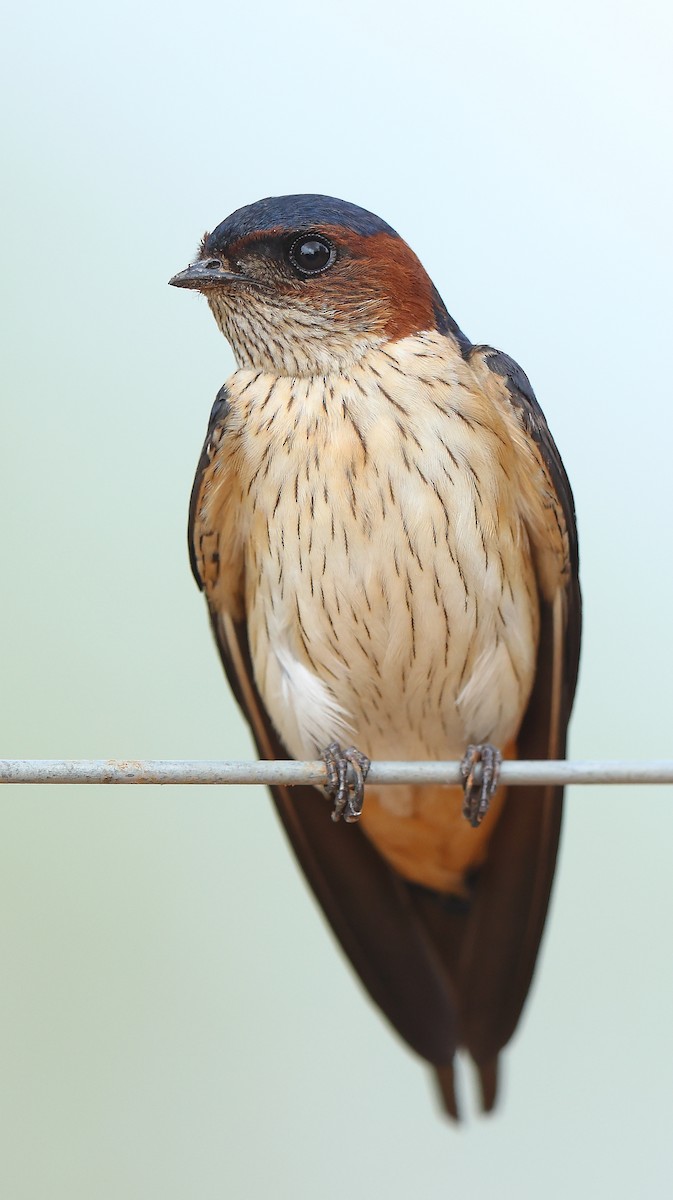 Red-rumped Swallow - ML432514371