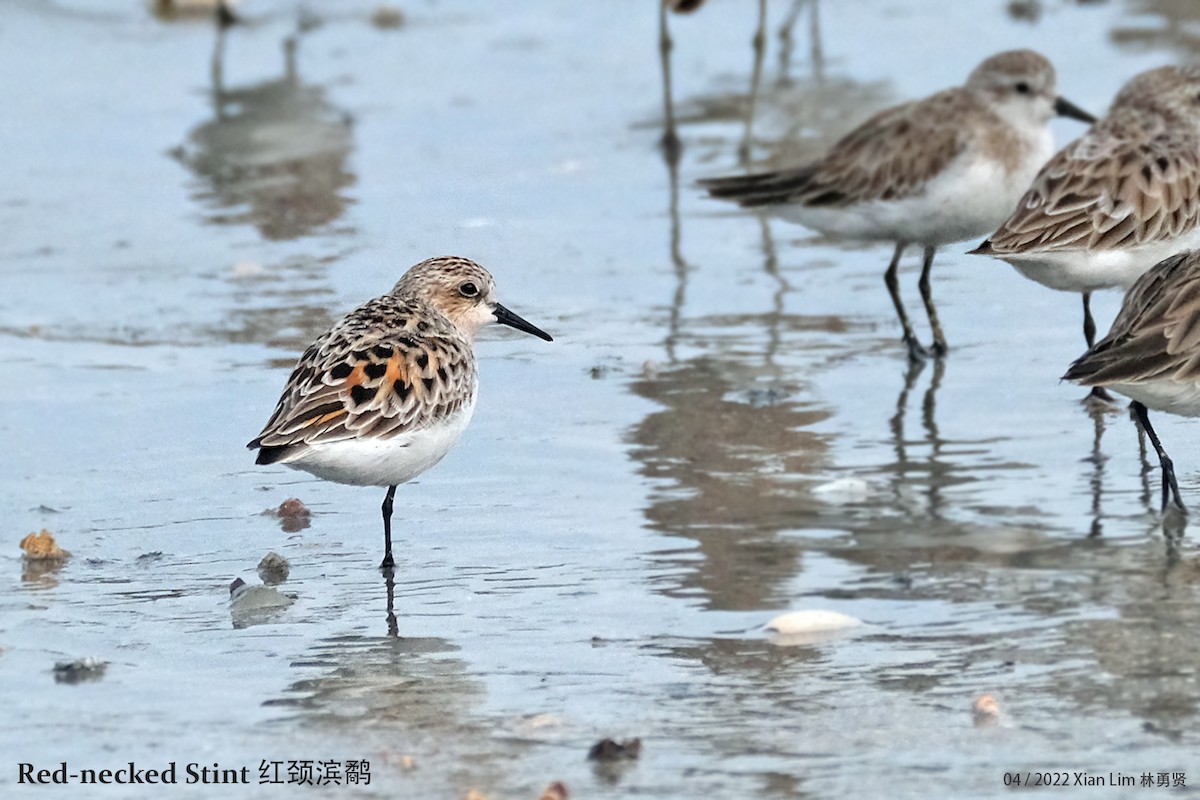 Red-necked Stint - Lim Ying Hien