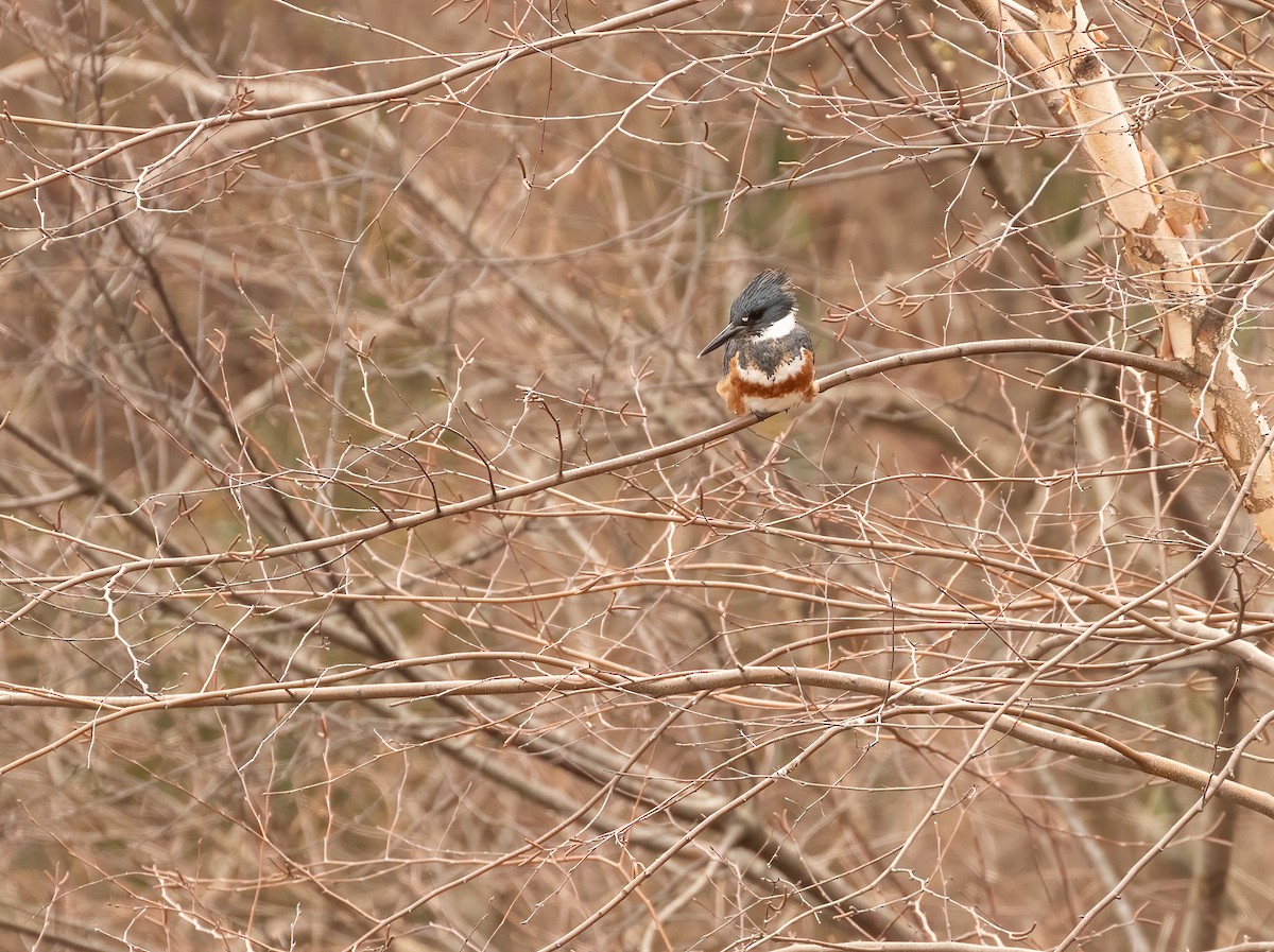 Belted Kingfisher - ML432527351