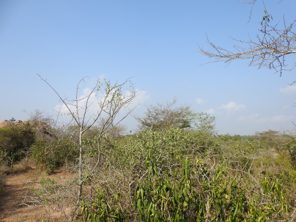 Long-tailed Shrike - Sivakumar Ramasamy