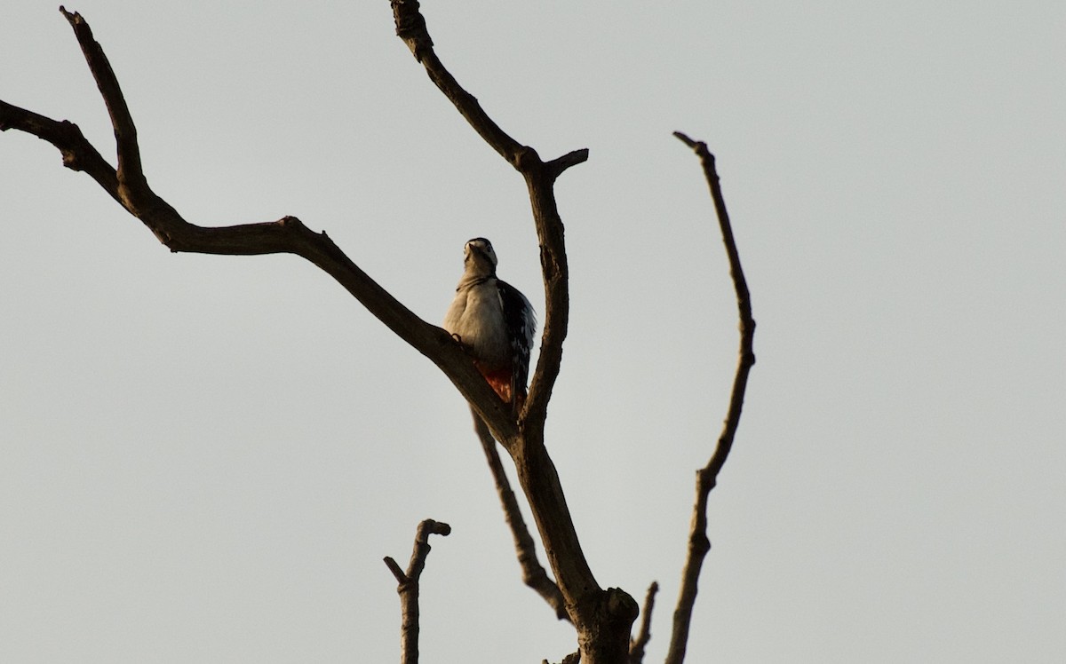 Great Spotted/Syrian Woodpecker - ML432528251