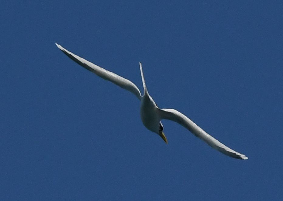 White-tailed Tropicbird - ML432532351