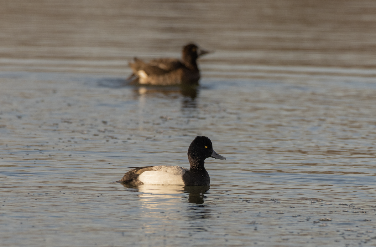 Greater Scaup - ML432539171