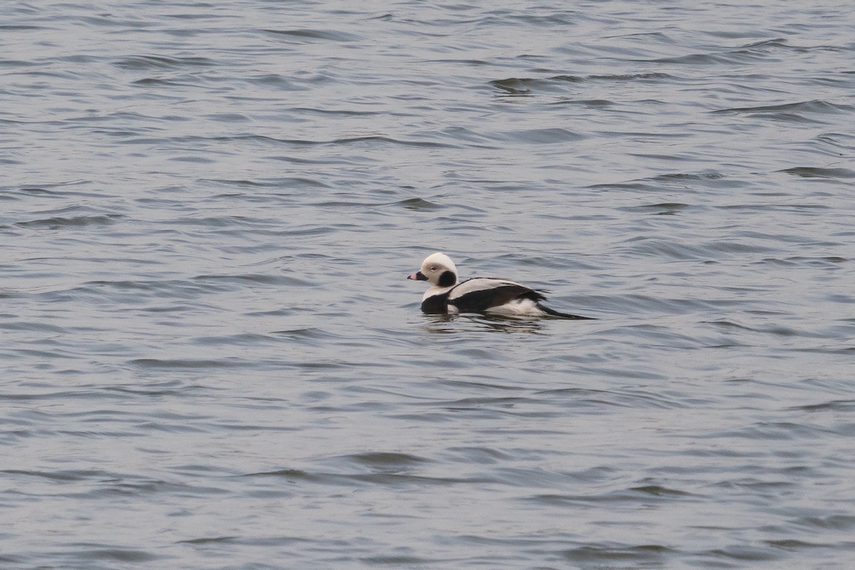 Long-tailed Duck - Andy Lee