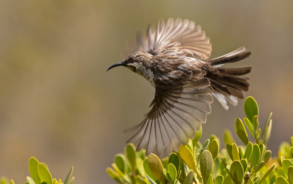 Socotra Sunbird - Lars Petersson | My World of Bird Photography