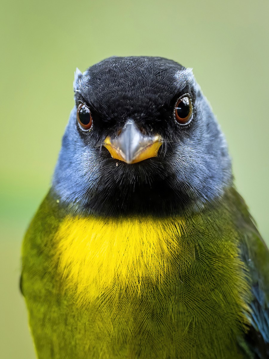 Moss-backed Tanager - ML432545661