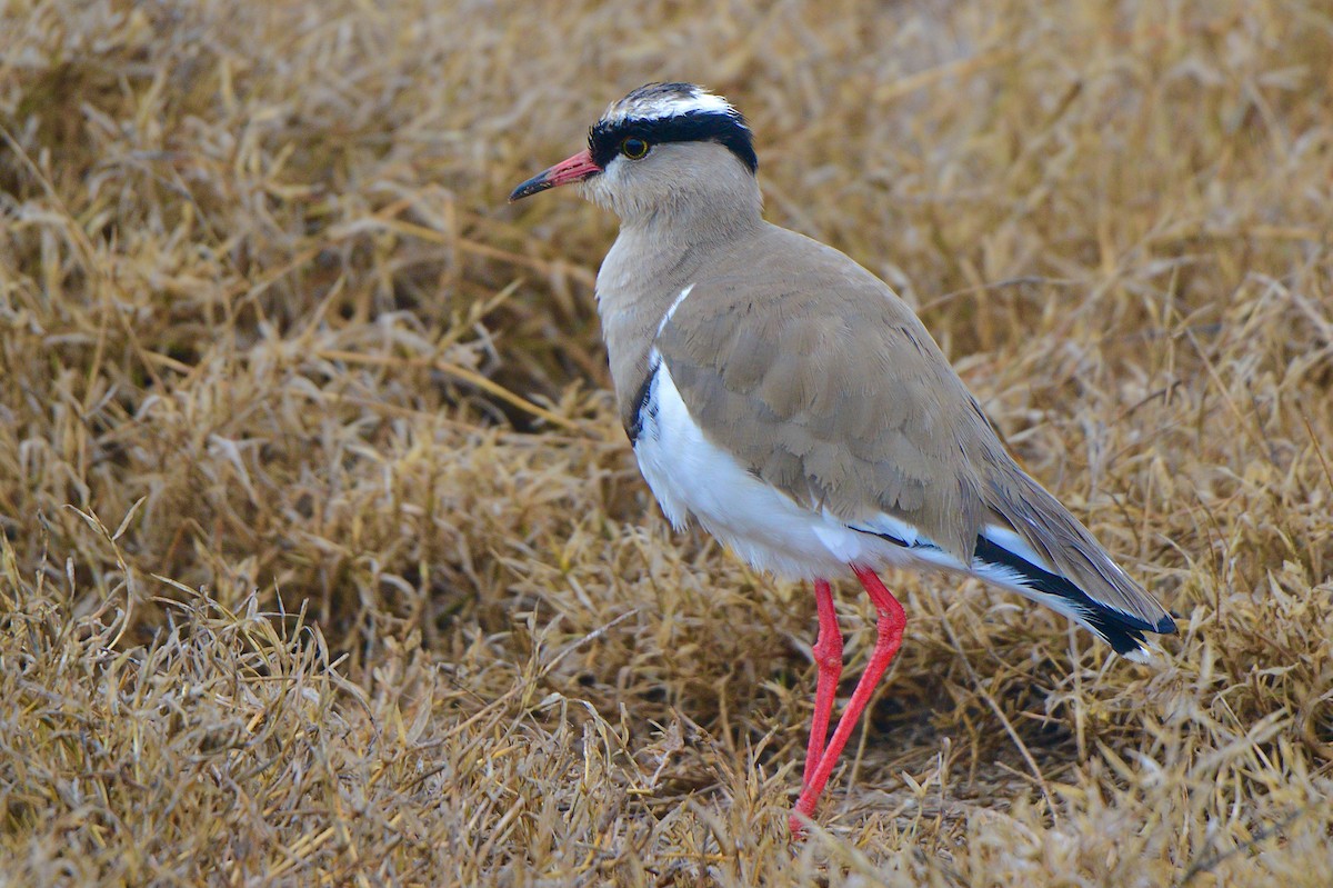 Crowned Lapwing - ML432546761