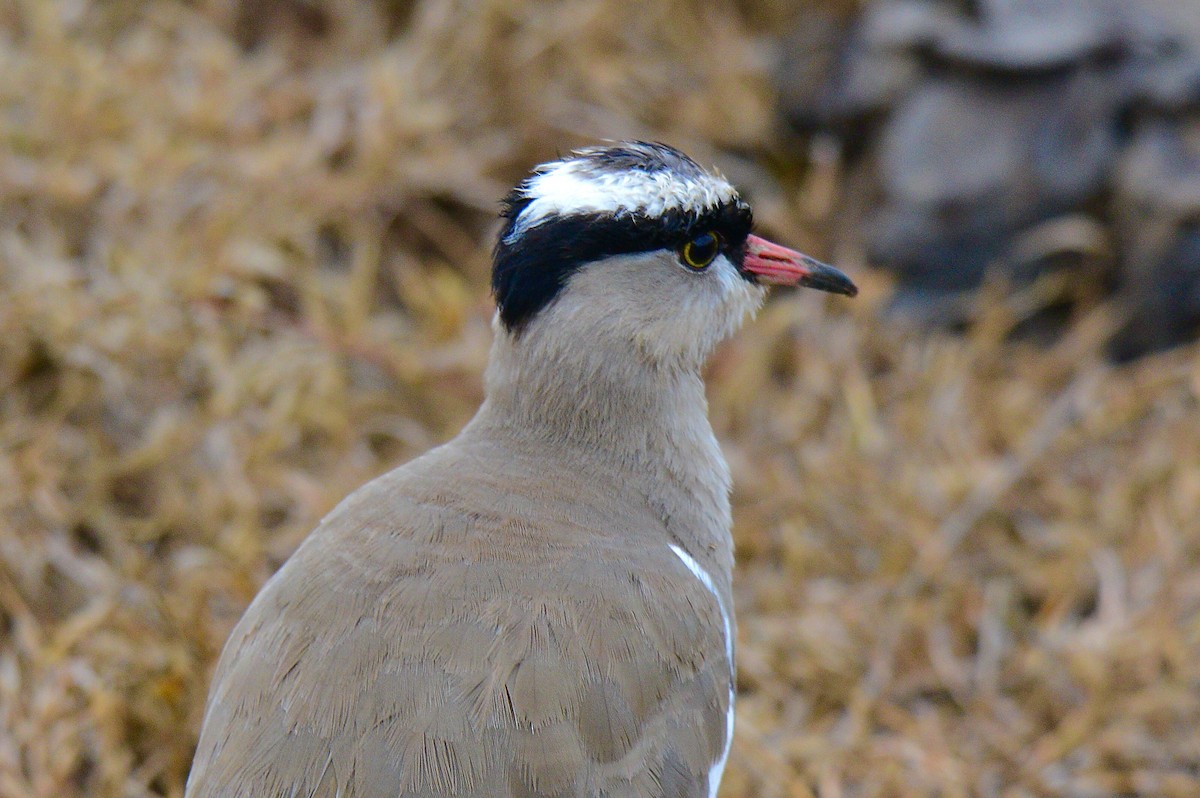 Crowned Lapwing - ML432546811