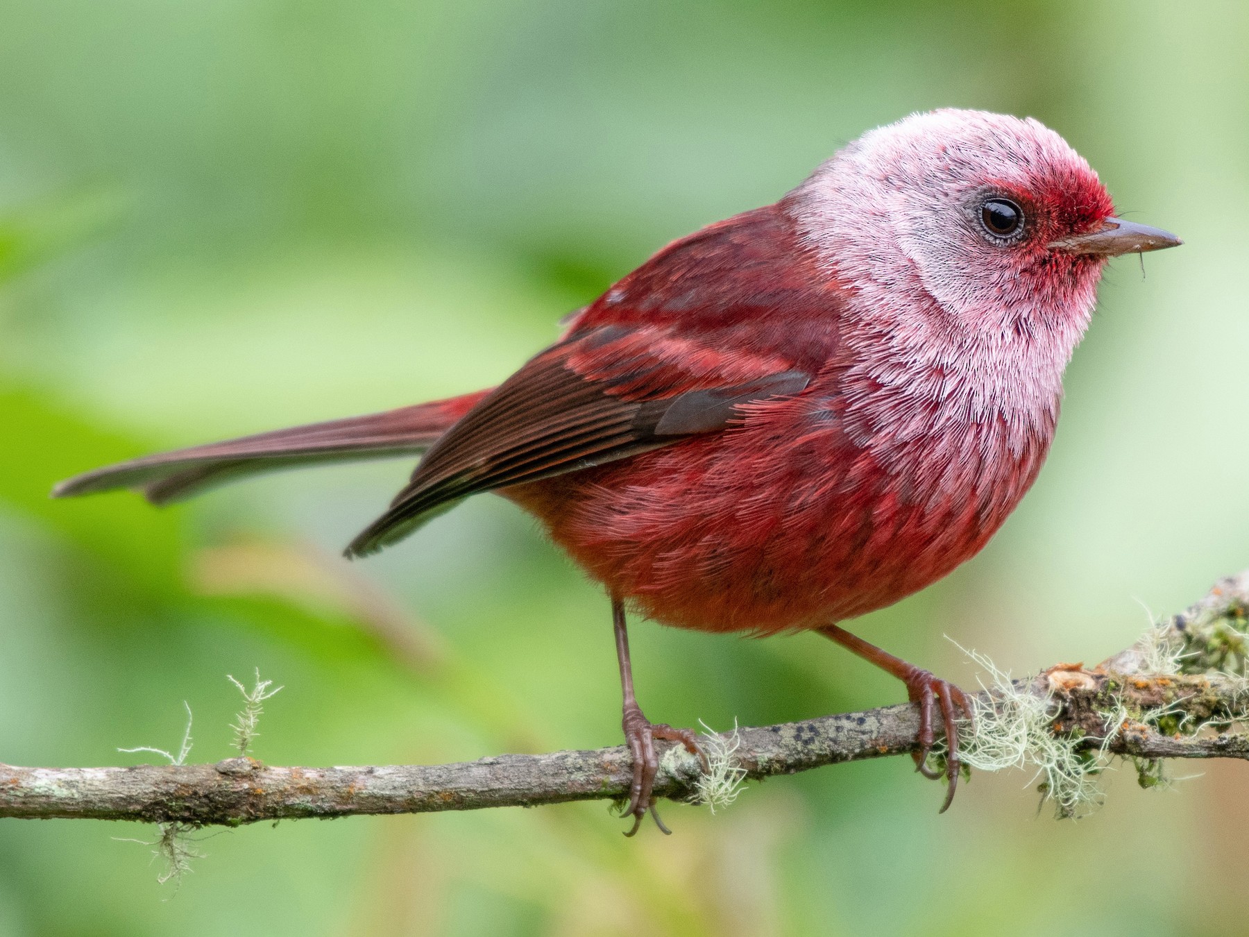 Pink-headed Warbler - eBird