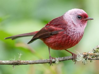 ズキンベニアメリカムシクイ - eBird