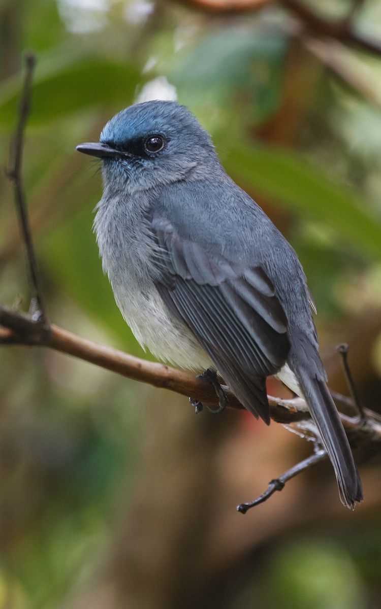 ML432549271 - Dull-blue Flycatcher - Macaulay Library