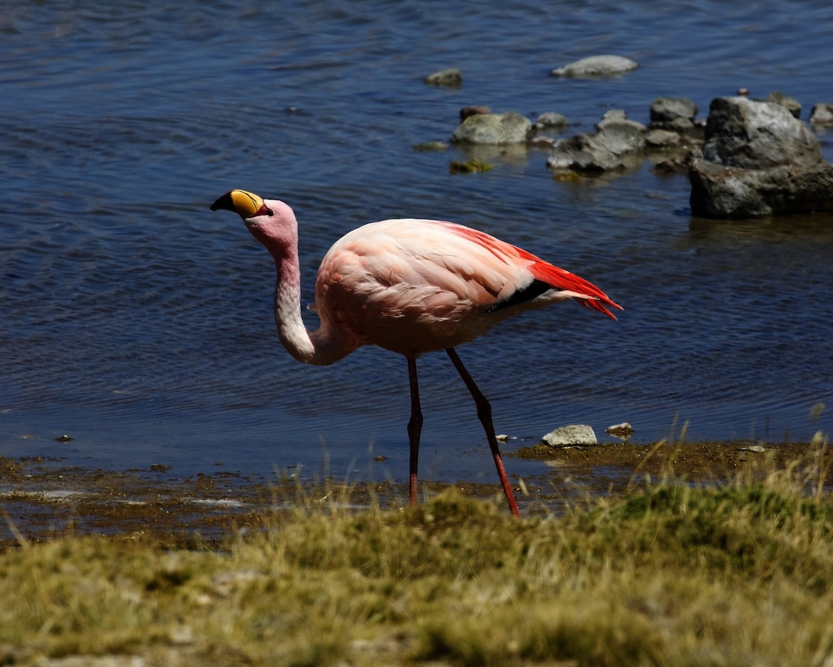 James's Flamingo - Peder Svingen
